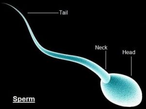 Low sperm count SYMPTOMS CAUSES TREATMENT