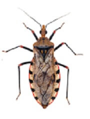 Chagas Disease Symptoms causes Treatment