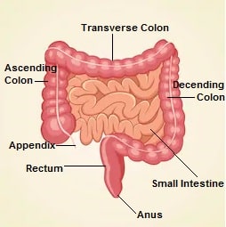 crohns disease symptoms treatment
