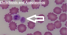 Ehrlichiosis and Anaplasmosis Causes Symptoms Treatment 