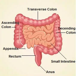 Ulcerative Colitis Symptoms Causes Treatment